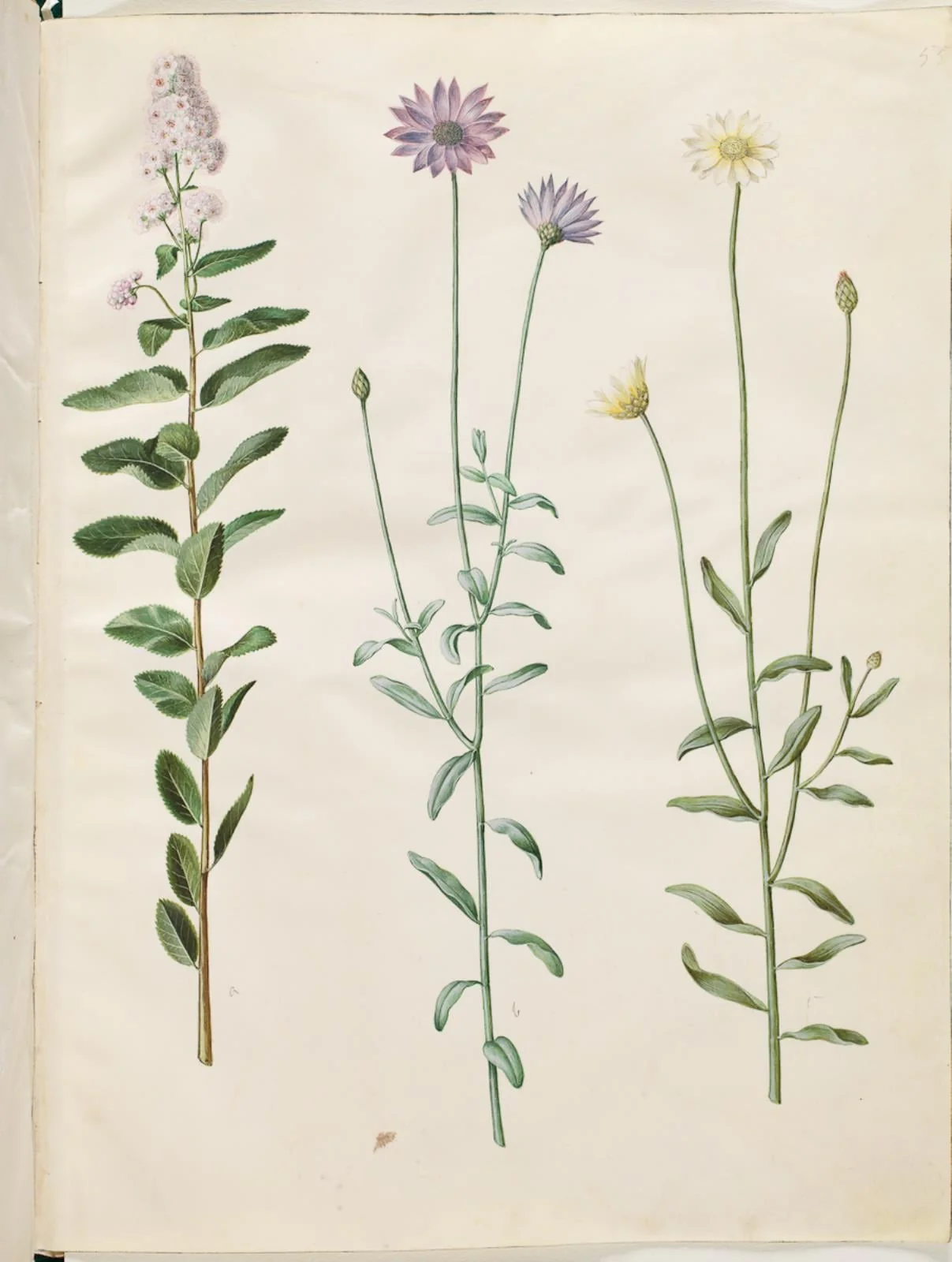 Spiraea salicifolia (pilebladet spiræa); Catananche caerulea (blå rasleblomst)