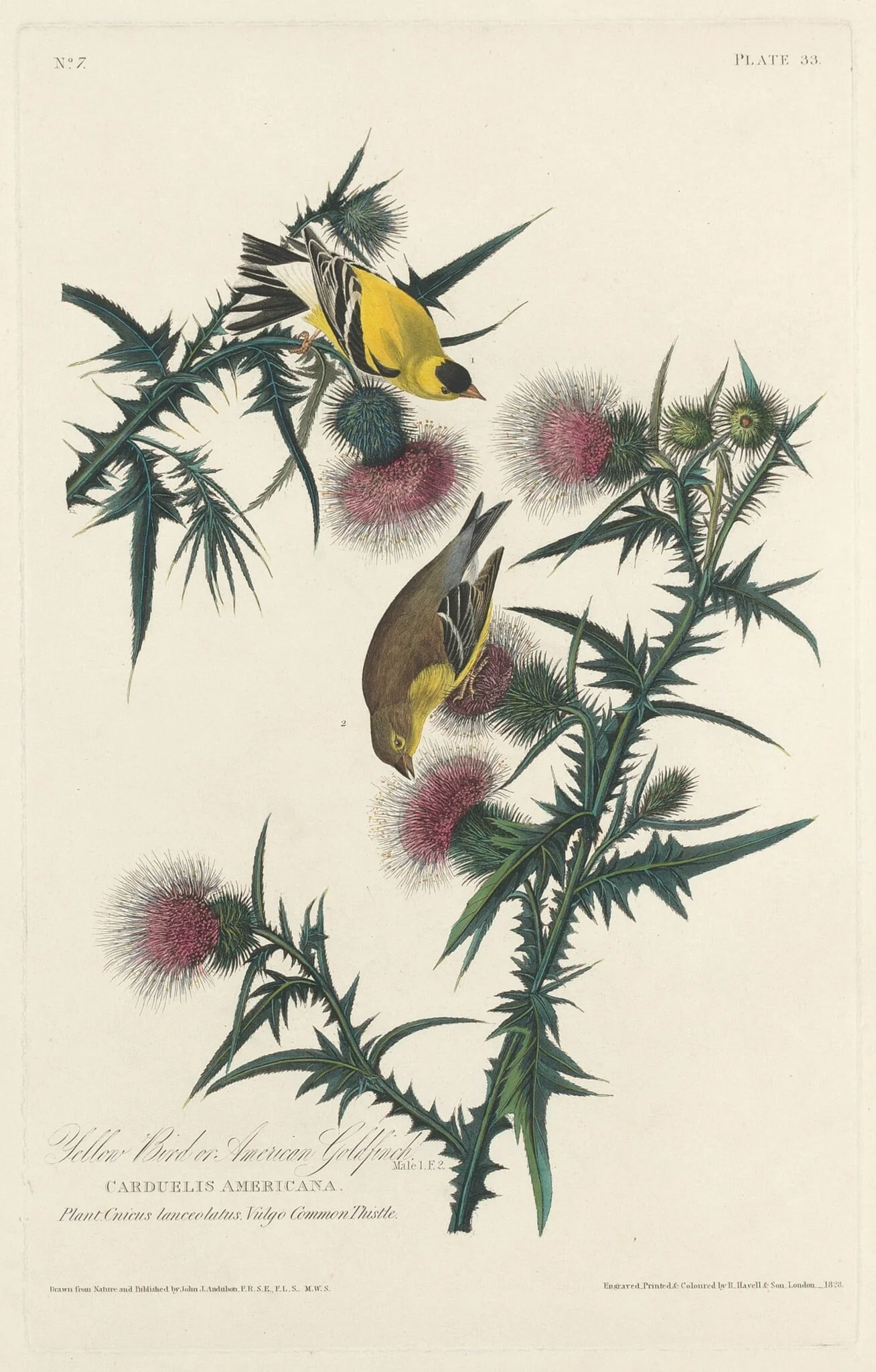 Yellow Bird or American Goldfinch, by Robert Havell Jr., ink, 1828
