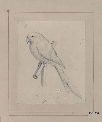 Drawing of a bird