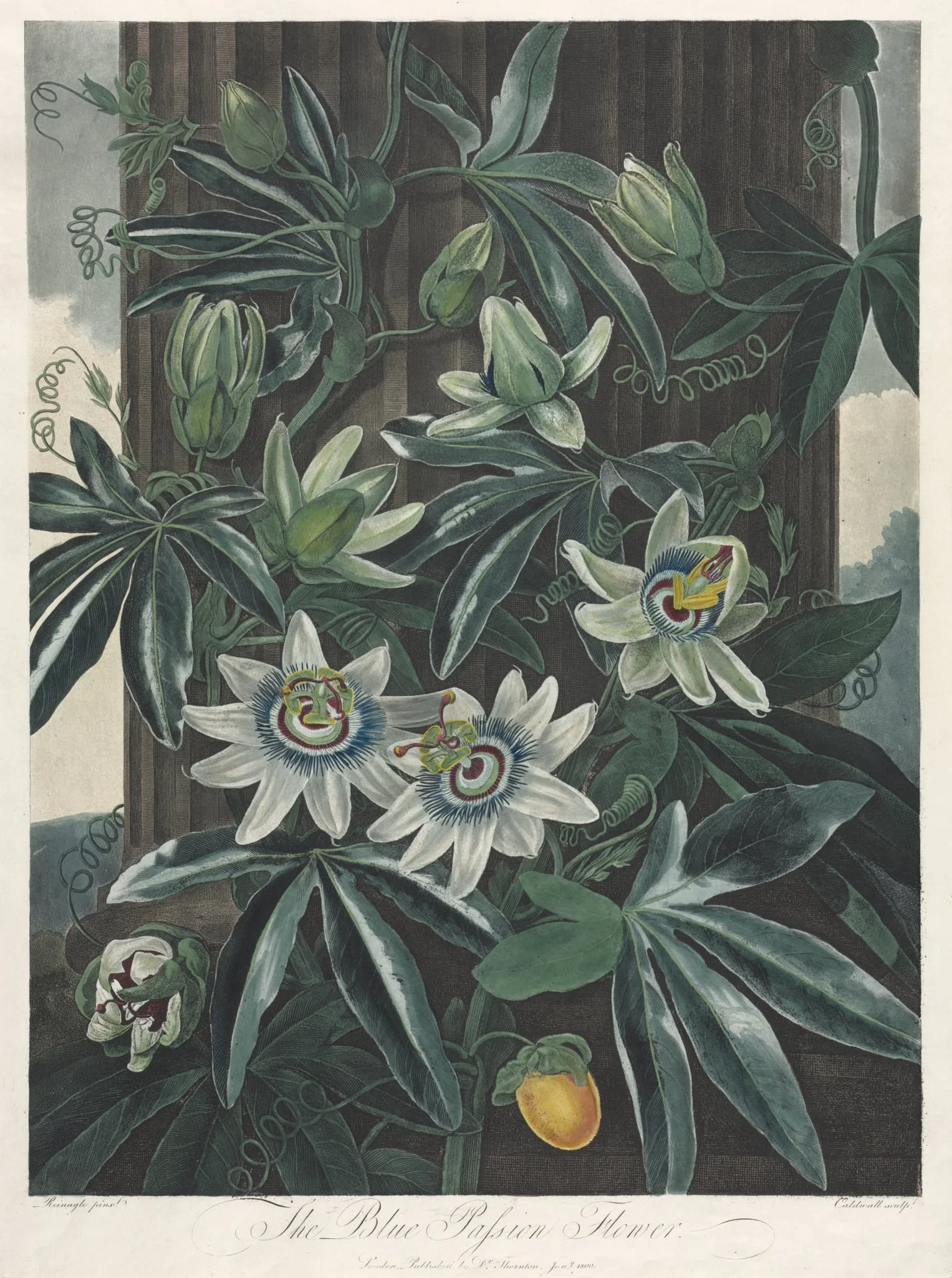 The Temple of Flora, or Garden of Nature:  The Blue Passion Flower, by Robert John Thornton, 1800