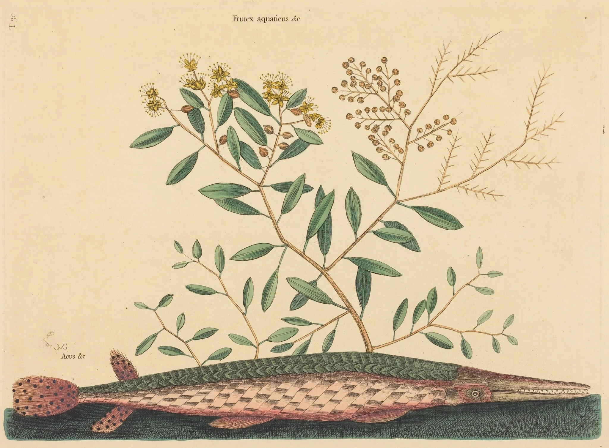 The Green Gar Fish (Esox osseus), by Mark Catesby, ink, 1737