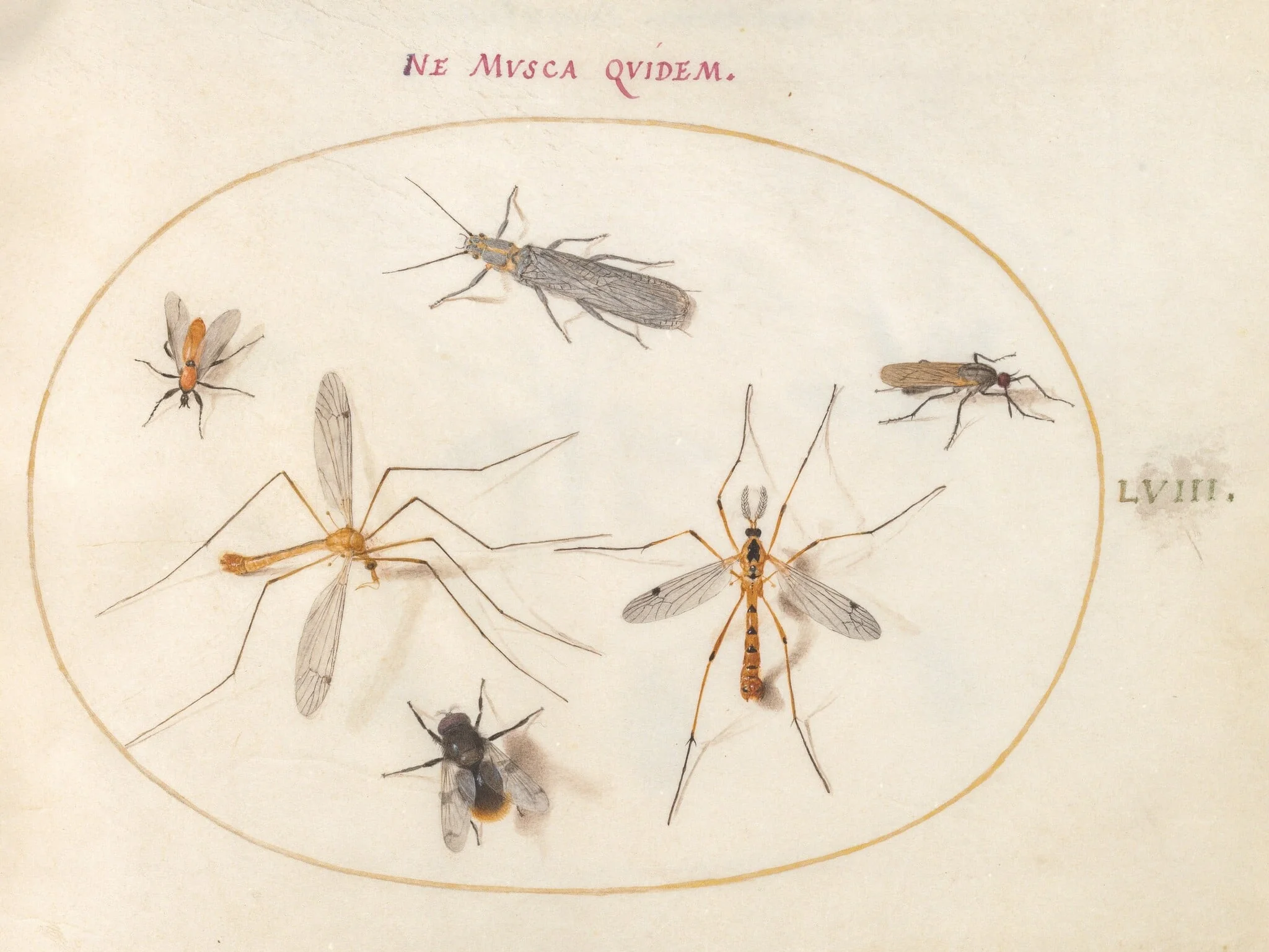 Plate 58: A Bee and Five Other Insects