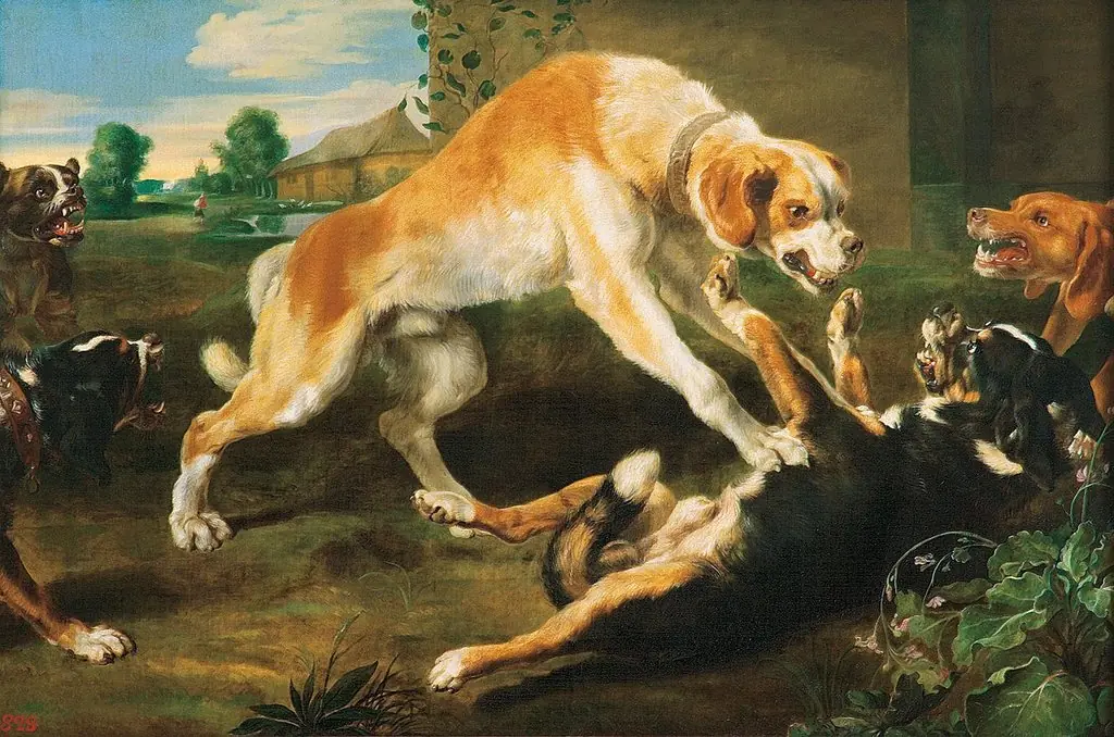 Fighting Dogs