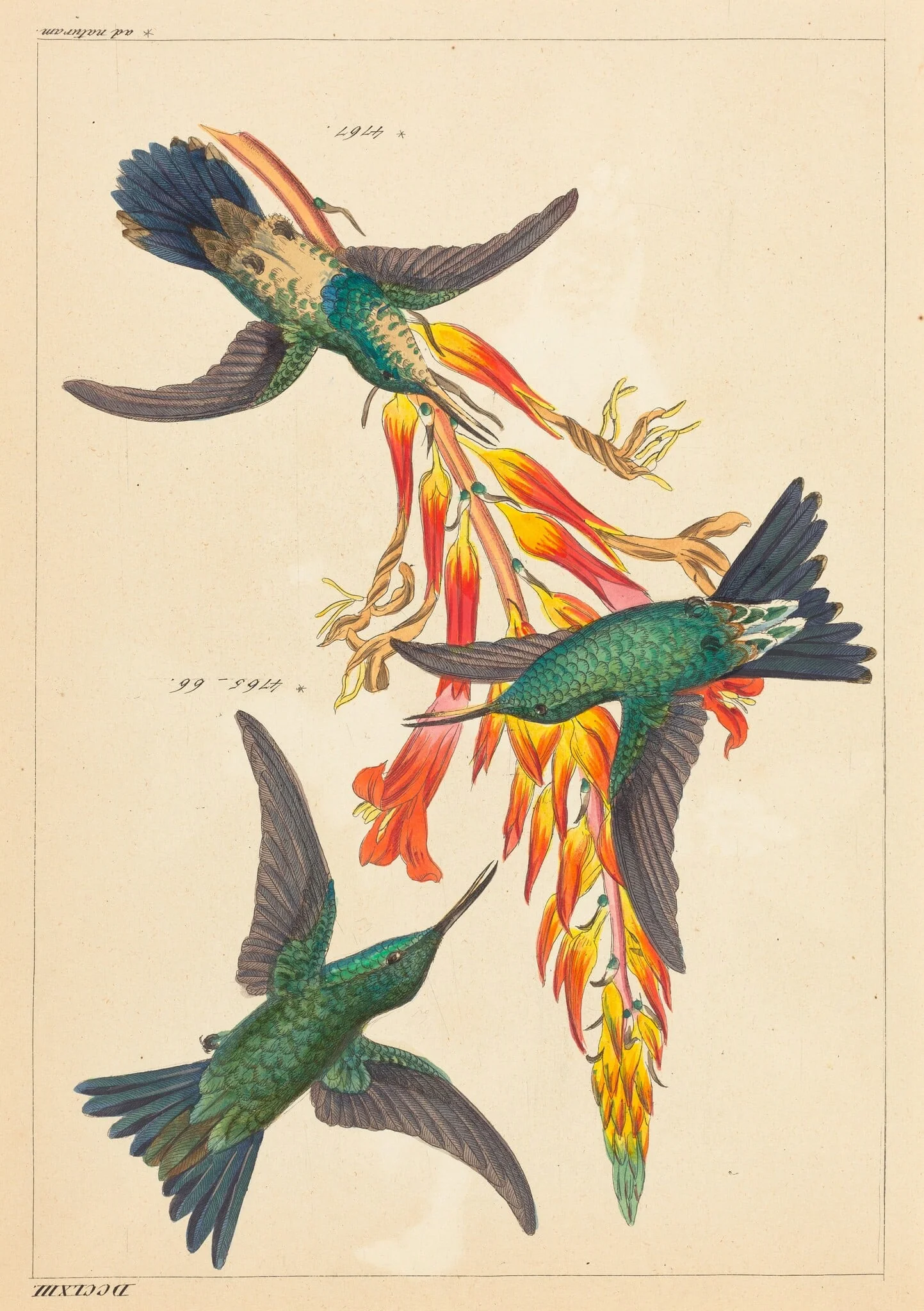 Three Hummingbirds with Plant