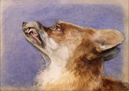 Study of a fox