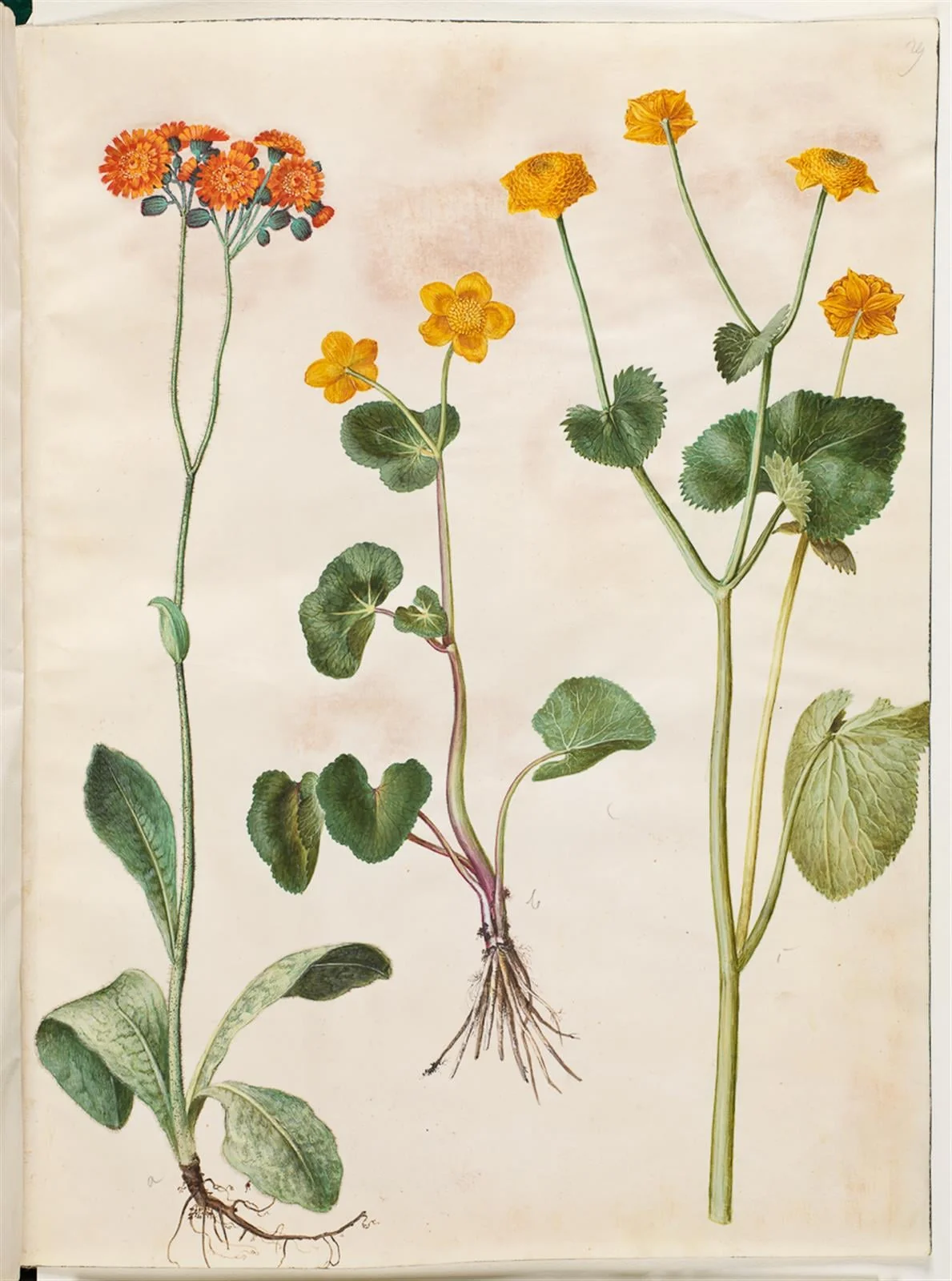 Pilosella aurantiaca (pomerans-høgeurt); Caltha palustris (eng-kabbeleje), by Unknown, unspecified, 1654