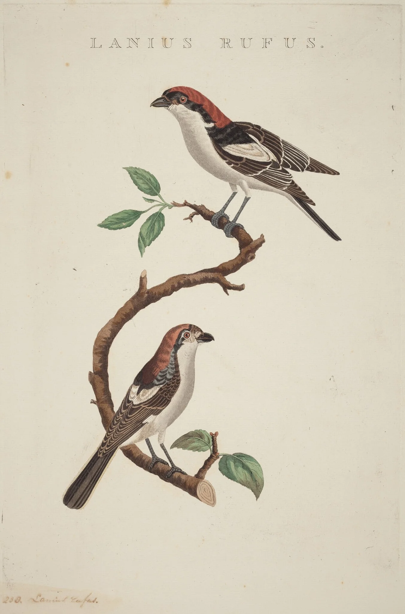 Lanius rufus, by American 19th Century, ink, 1850
