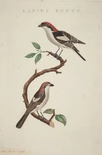 Lanius rufus