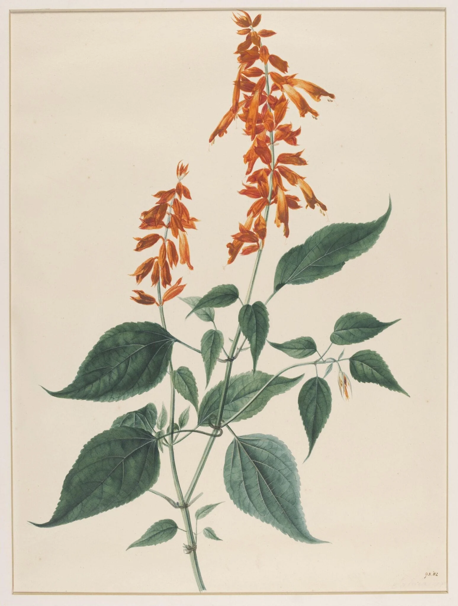 Salvia Splendens