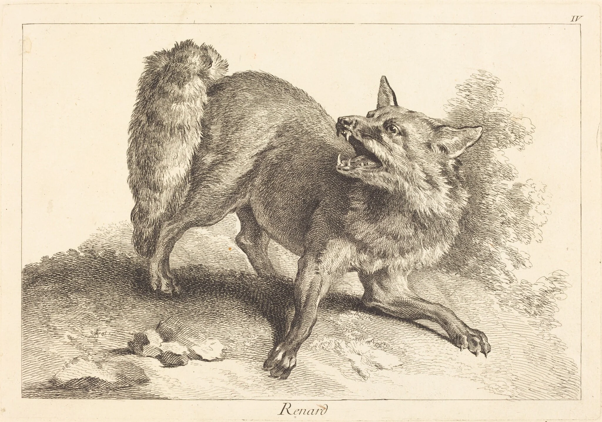 Renard (Fox), by Jean Eric Rehn, ink, 1745