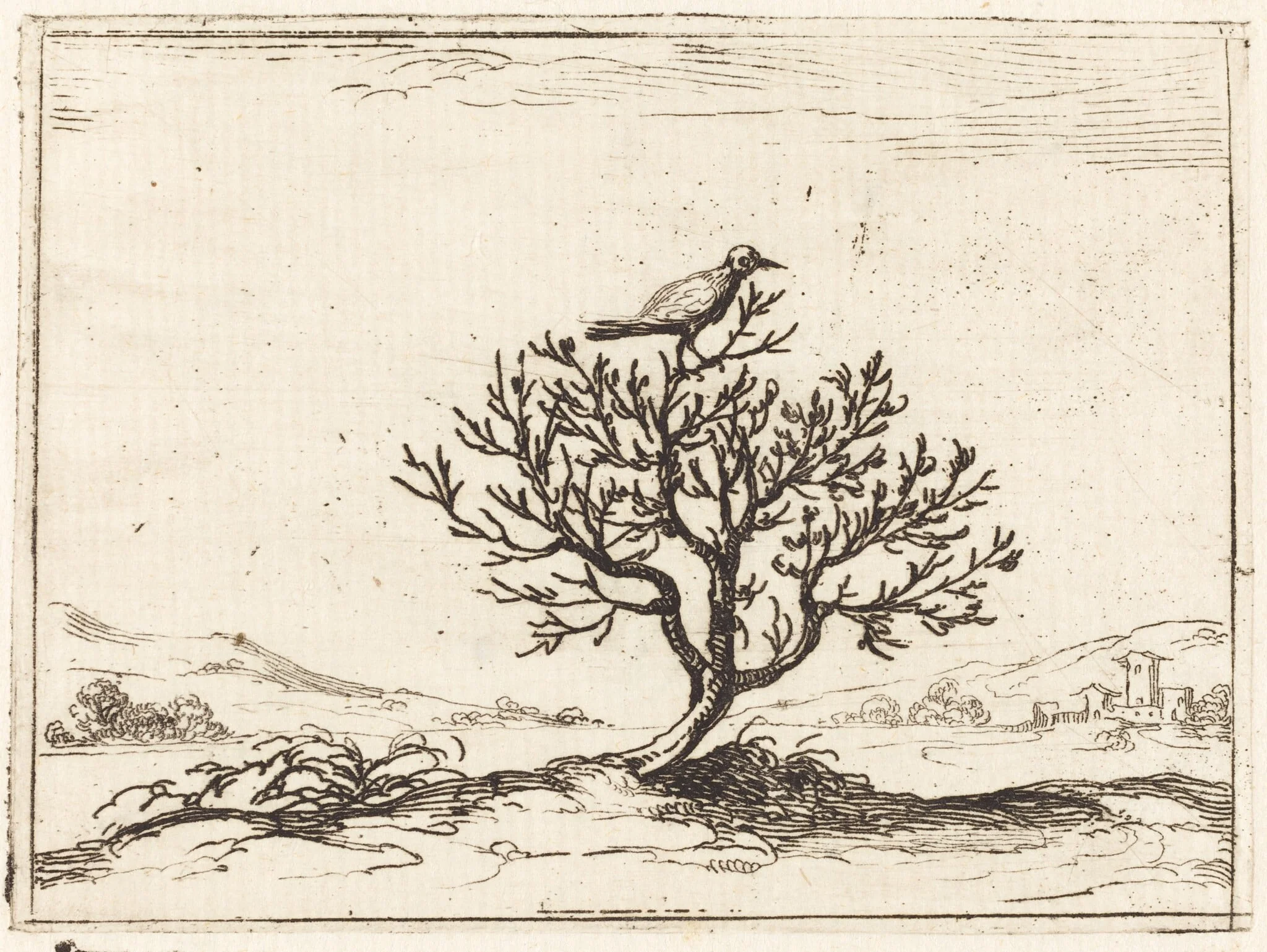 Nightingale in a Bush, by Jacques Callot, ink, 1628