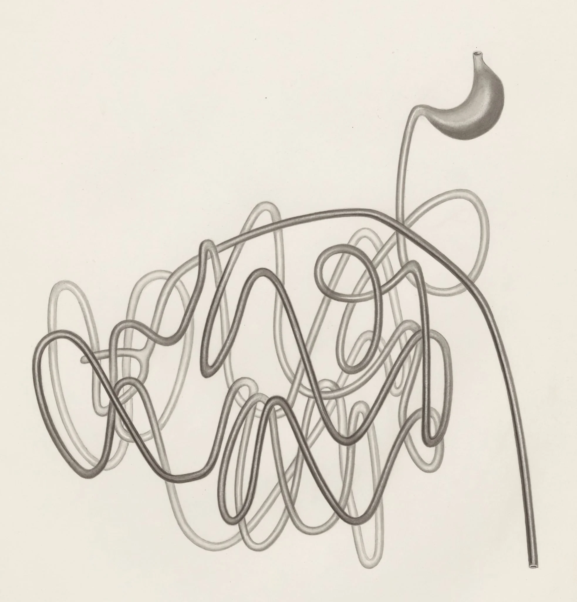 Digestive system, by H.G, Wetselaar, 1965