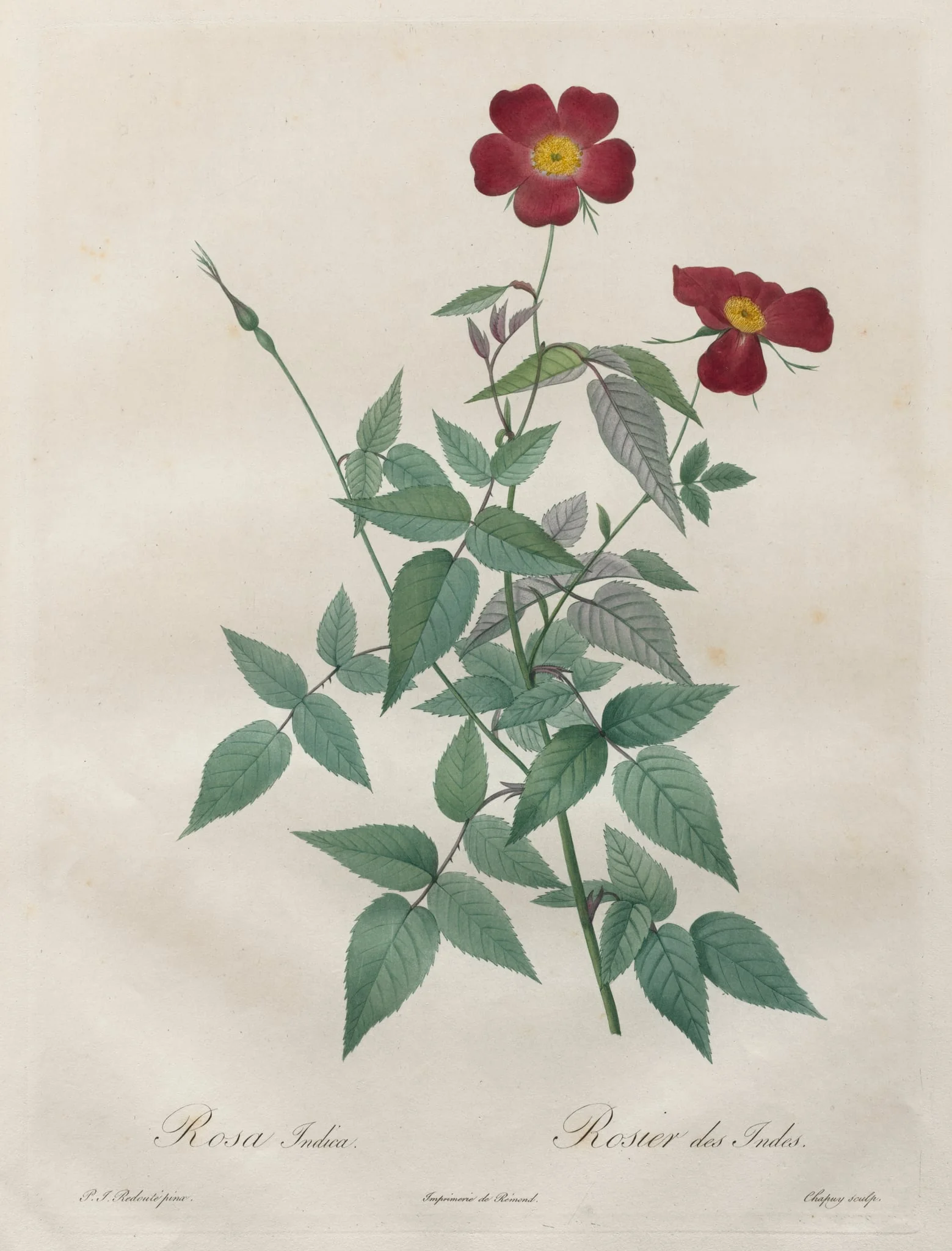 Les Roses:  Rosa indica