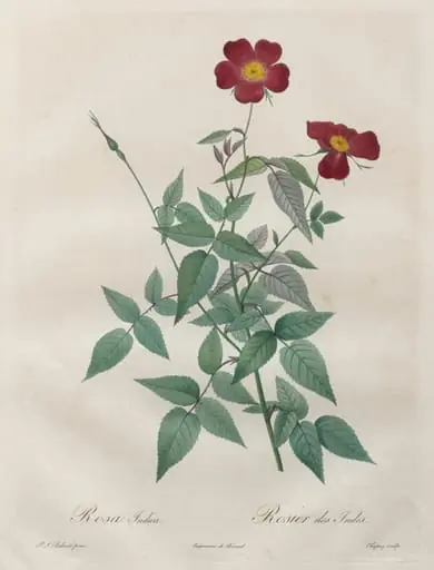 Les Roses:  Rosa indica