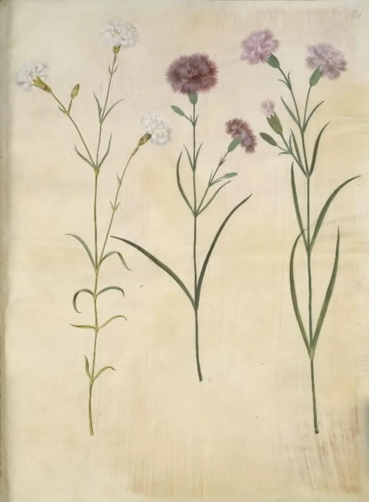 Dianthus plumarius (fjer-nellike), by Unknown, unspecified, 1654