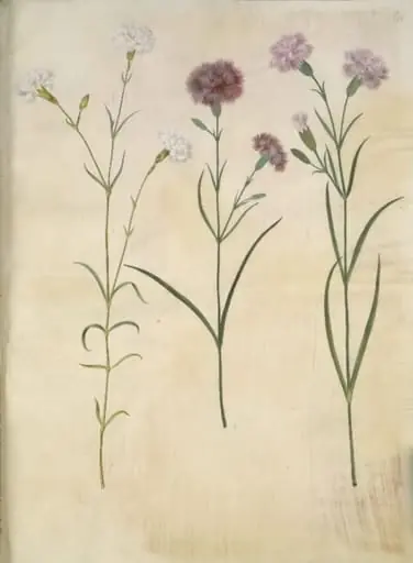 Dianthus plumarius (fjer-nellike)
