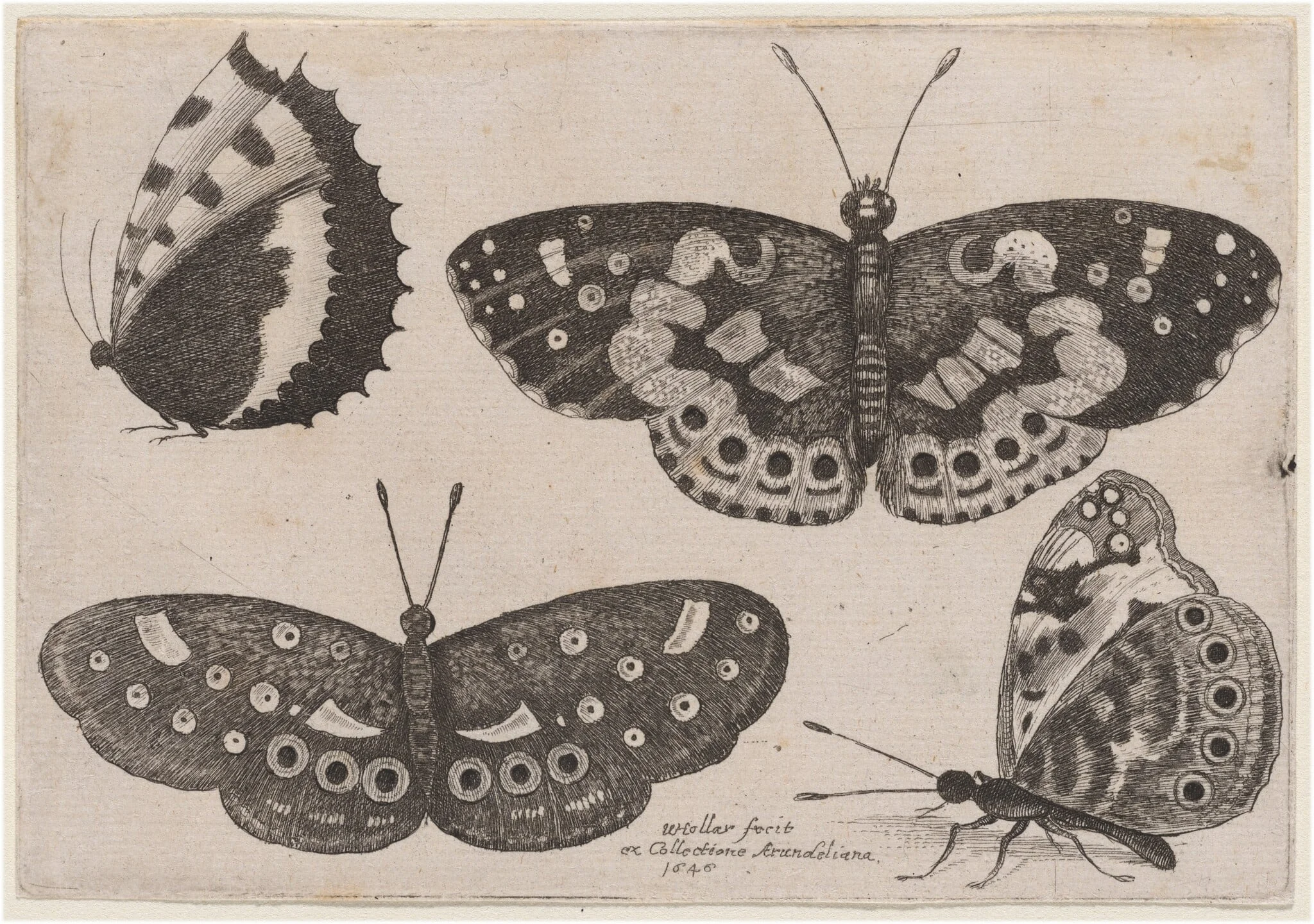 Four Butterflies, by Wenceslaus Hollar, ink, 1646