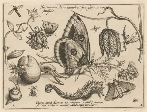 Archetypa studiaque patris Georgii Hoefnagelii [Part 4, Plate 1]