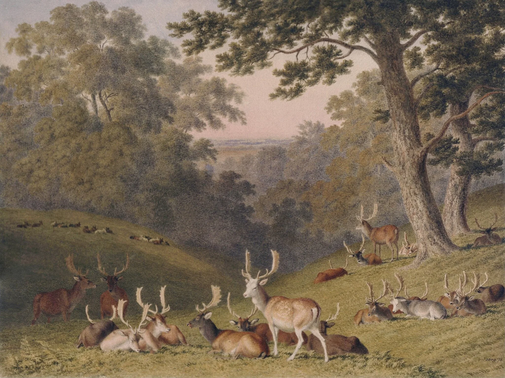 Stags in Knole Park, near Sevenoaks, Kent