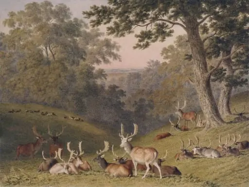 Stags in Knole Park, near Sevenoaks, Kent