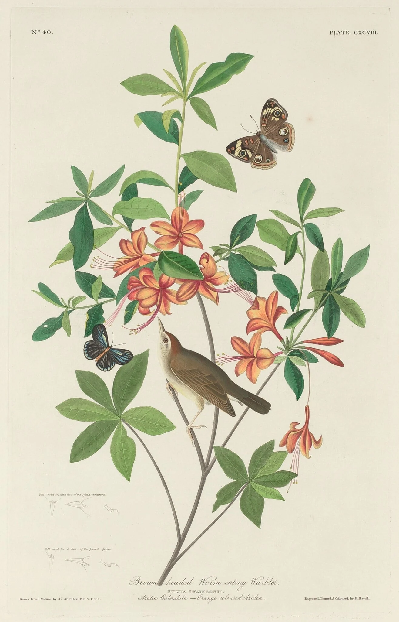 Brown-headed Worm-eating Warbler, by Robert Havell Jr., ink, 1834