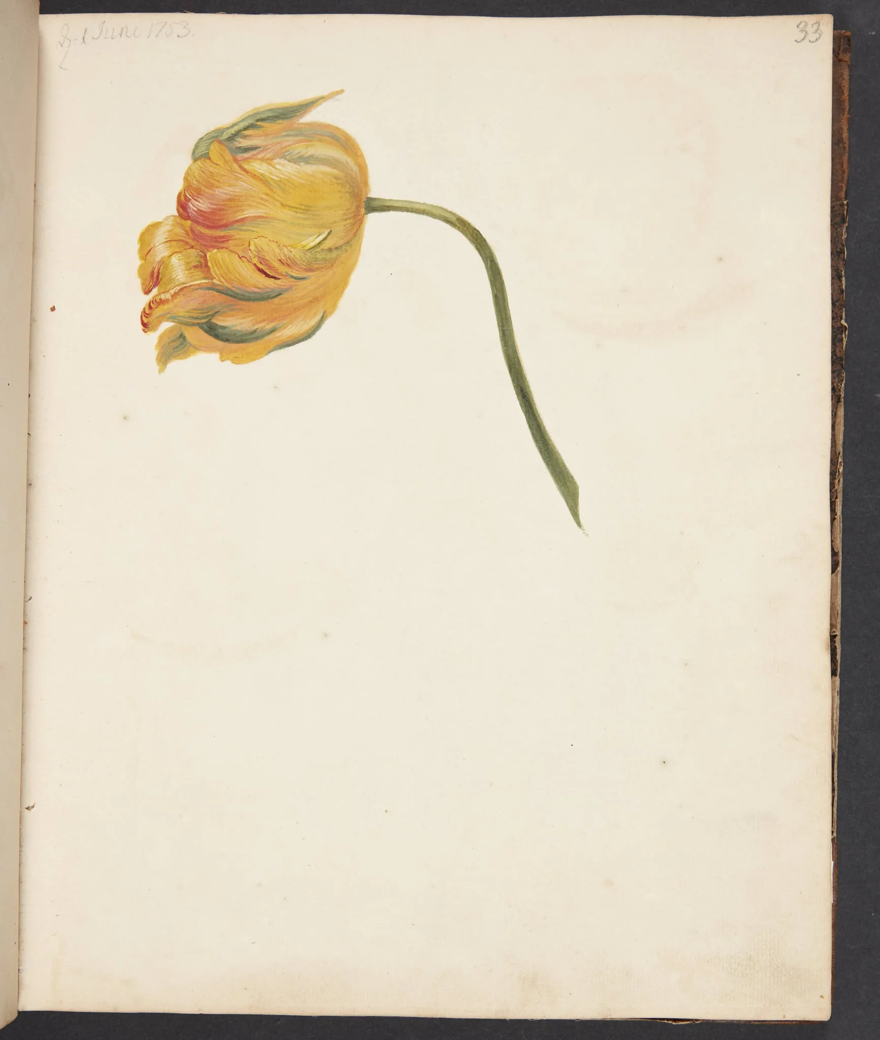 Studie af gul tulipan, by Unknown, unspecified, 1753