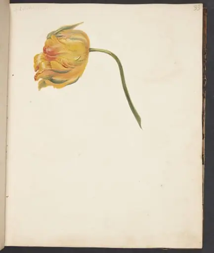Studie af gul tulipan