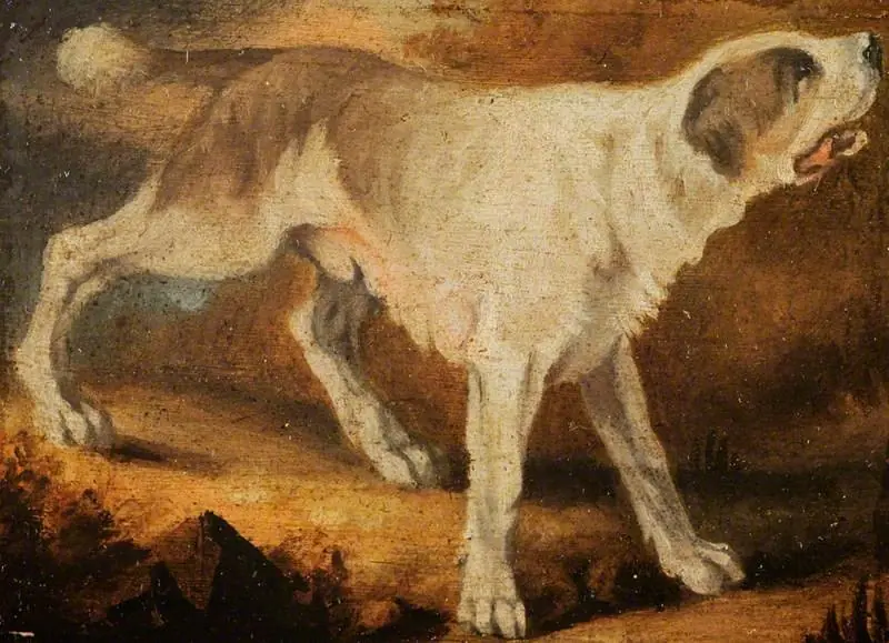 A Dog Facing Right
