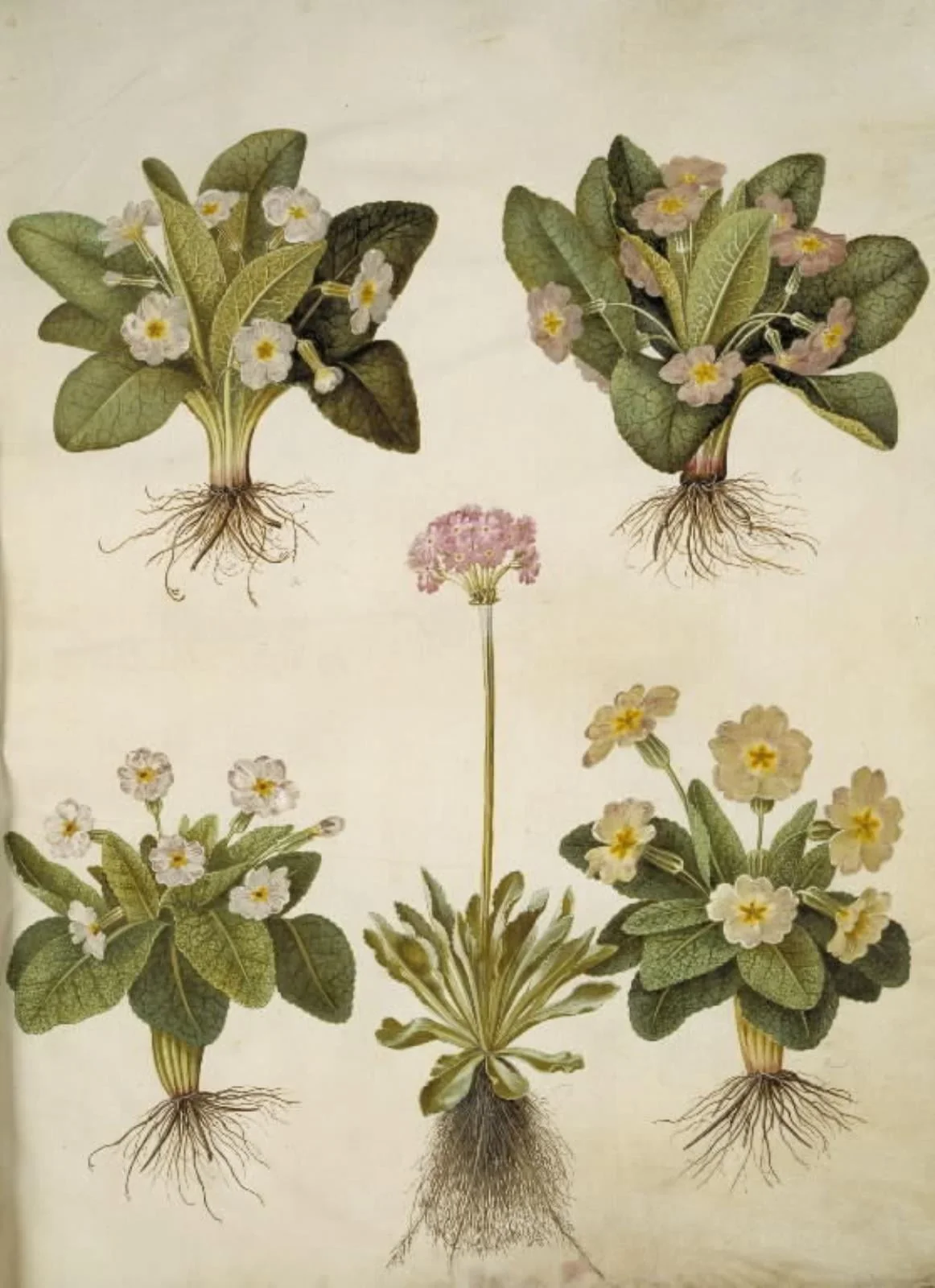 Primula vulgaris (hybrid af storblomstret kodriver); Primula farinosa (melet kodriver), by Unknown, unspecified, 1654