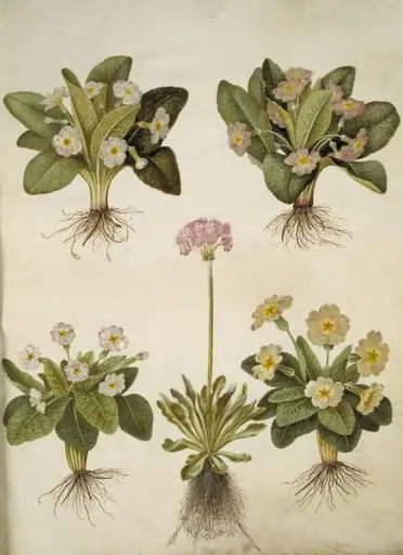 Primula vulgaris (hybrid af storblomstret kodriver); Primula farinosa (melet kodriver)
