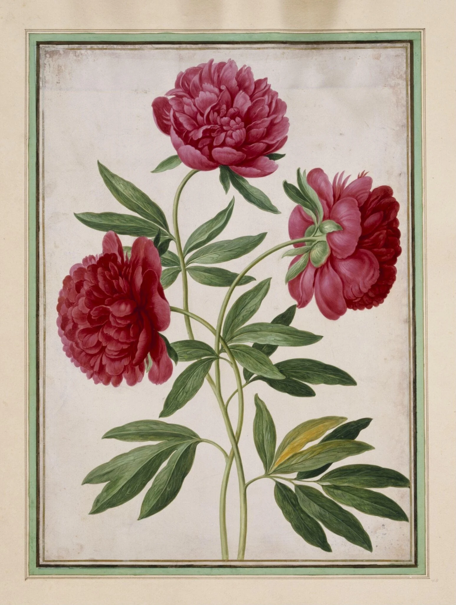 Paeonies (Paeonia officinalis), by Johann Jakob Walther, watercolor, 1660