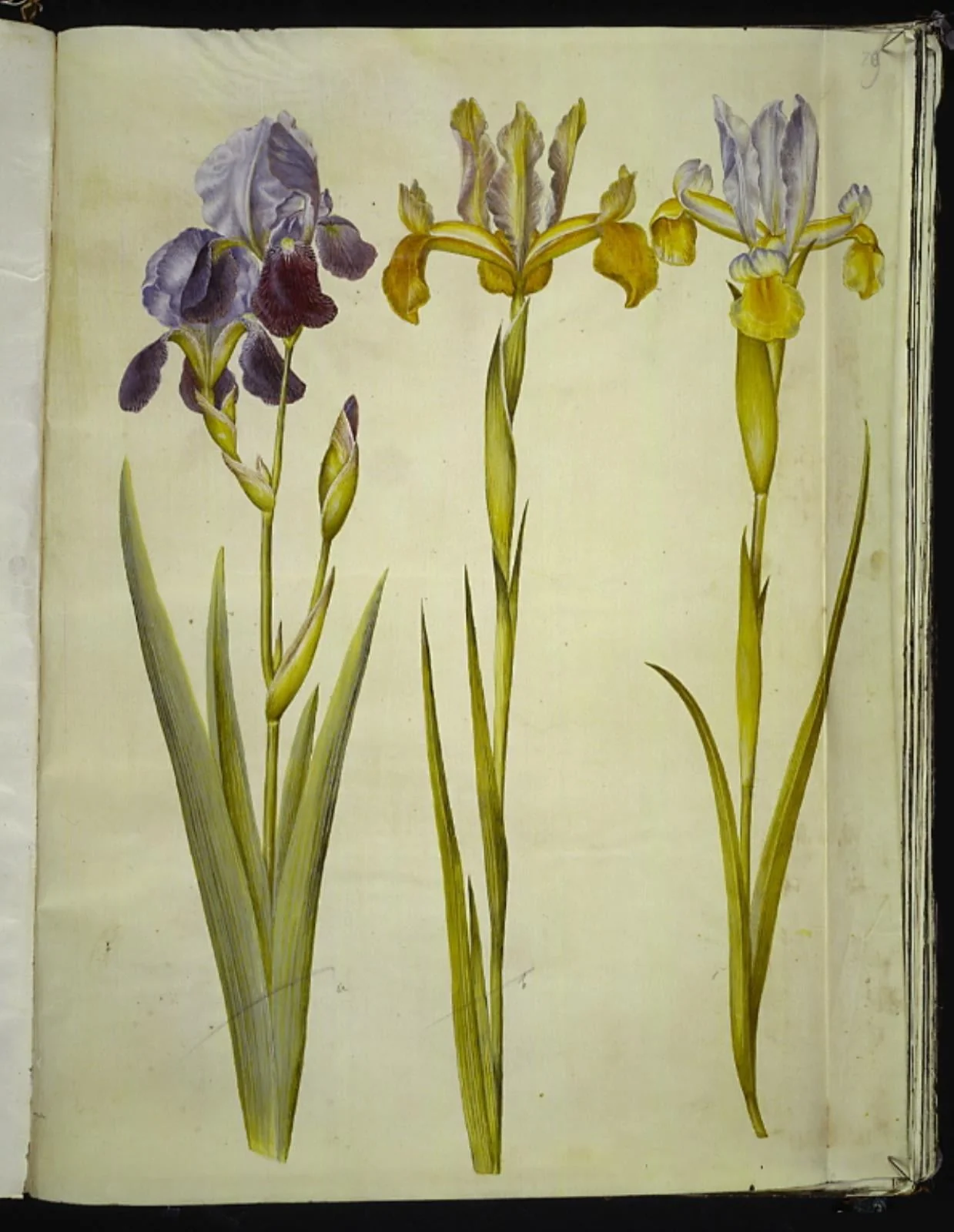 Iris ×sambucina (hylde-iris); Iris latifolia (engelsk iris), by Unknown, unspecified, 1654