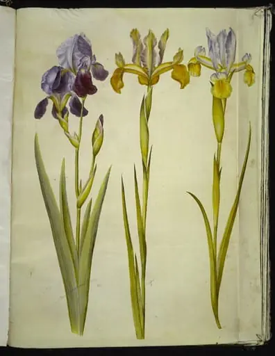 Iris ×sambucina (hylde-iris); Iris latifolia (engelsk iris)