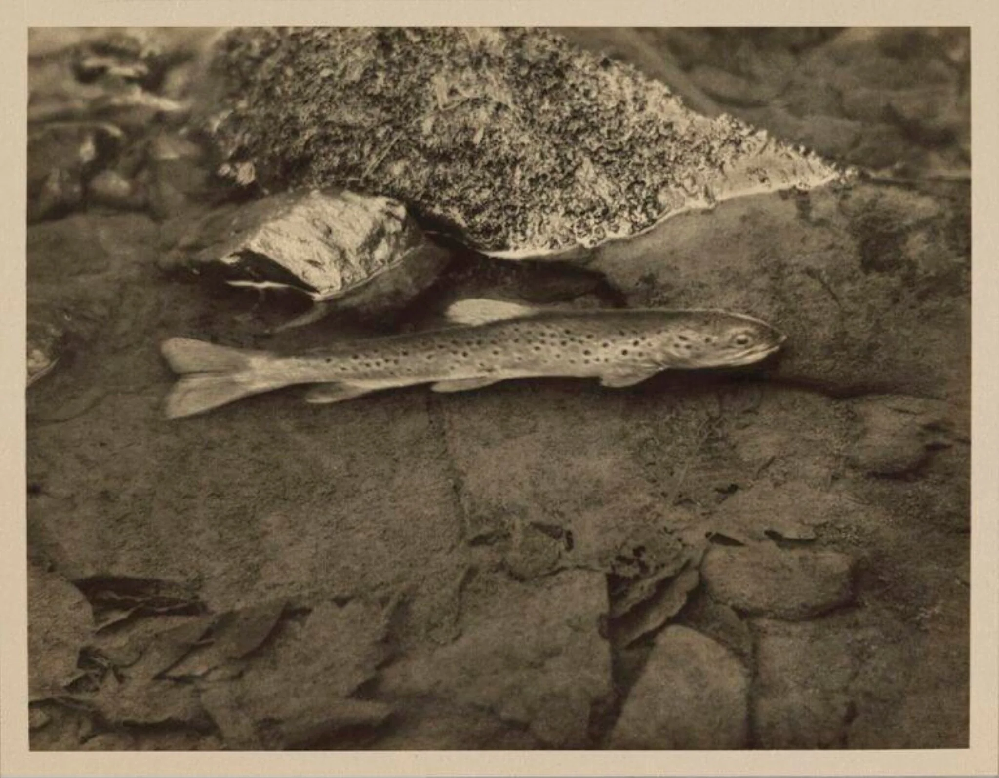 Loch Leven Trout, by Zoological Photographic Club, photographic