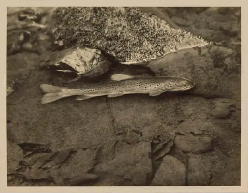 Loch Leven Trout