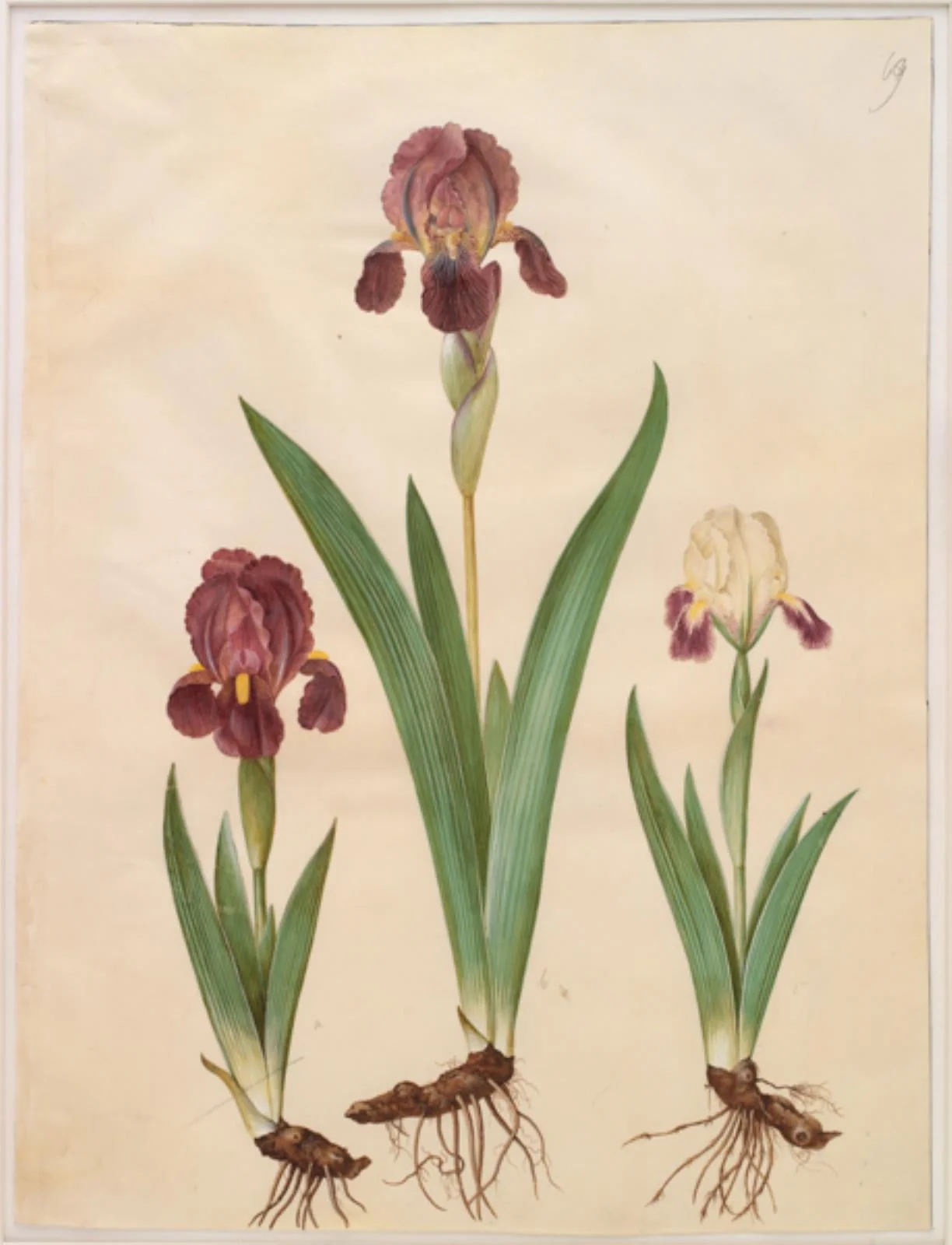 Iris ×lurida (iris-hybrid), by Unknown, unspecified, 1654