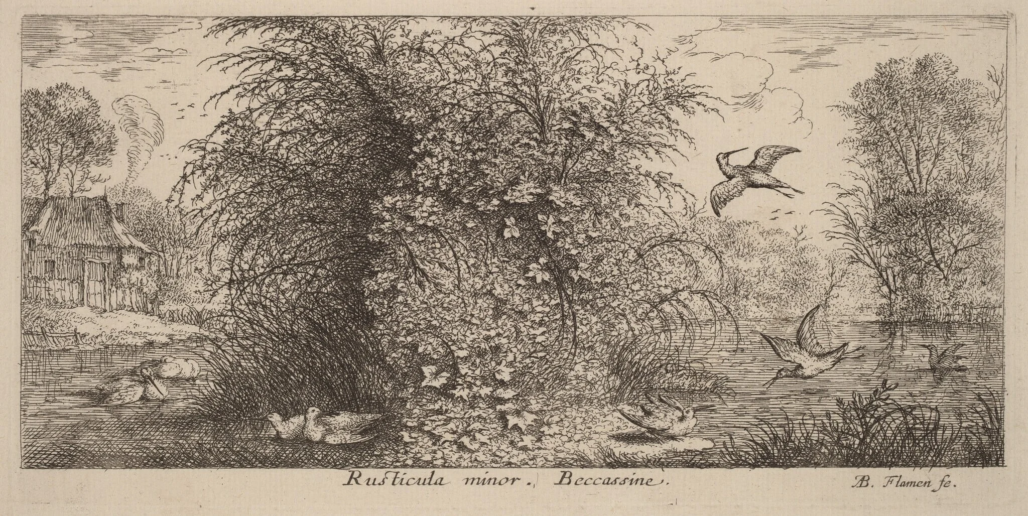 Rusticula minor, The Snipe, by Albert Flamen, ink, 1644