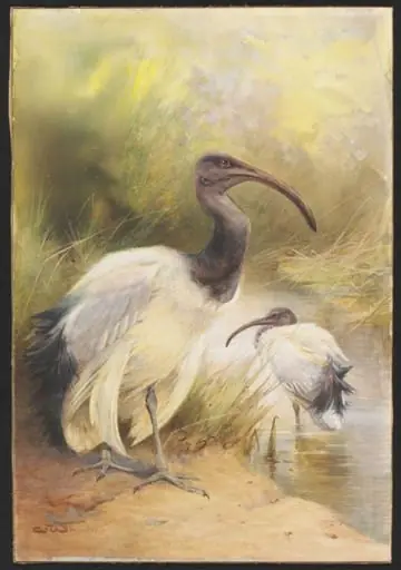 The Egyptian Sacred Ibis