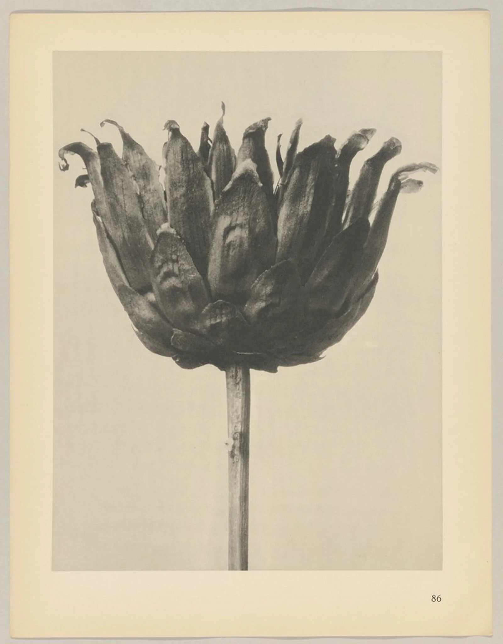 Centaurea ruthenica