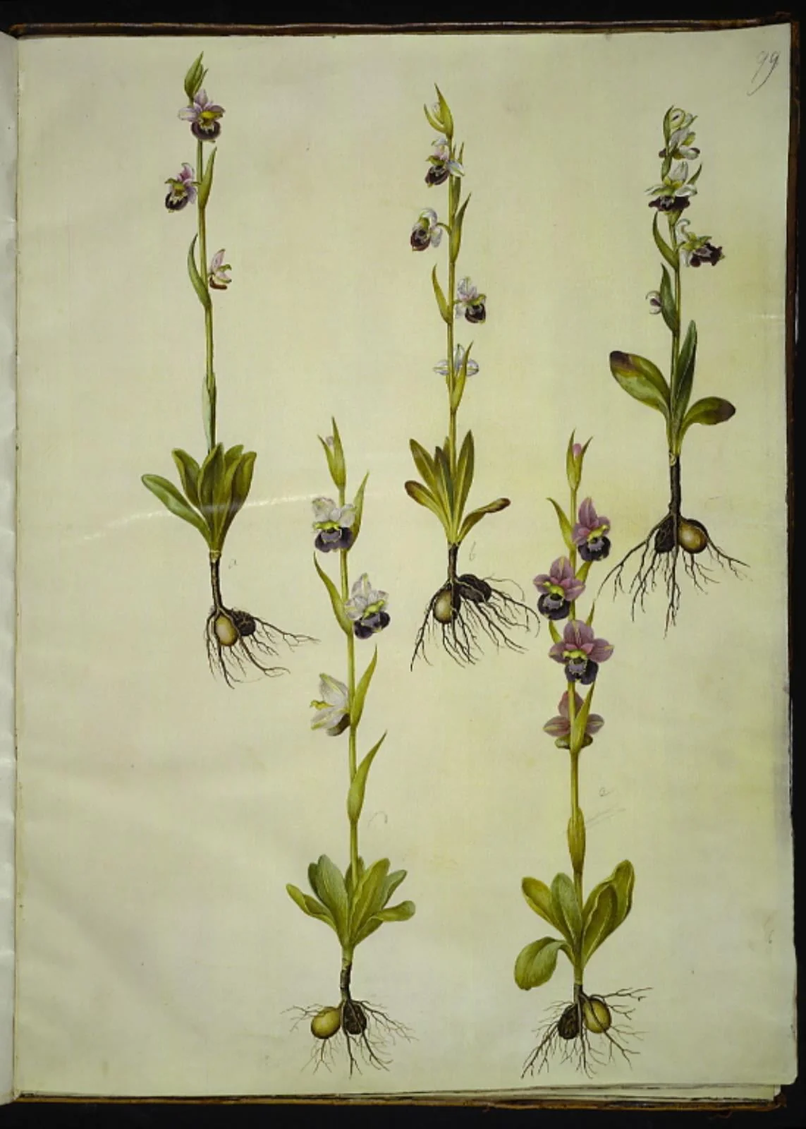 Ophrys fuciflora (drone-flueblomst), by Unknown, unspecified, 1654