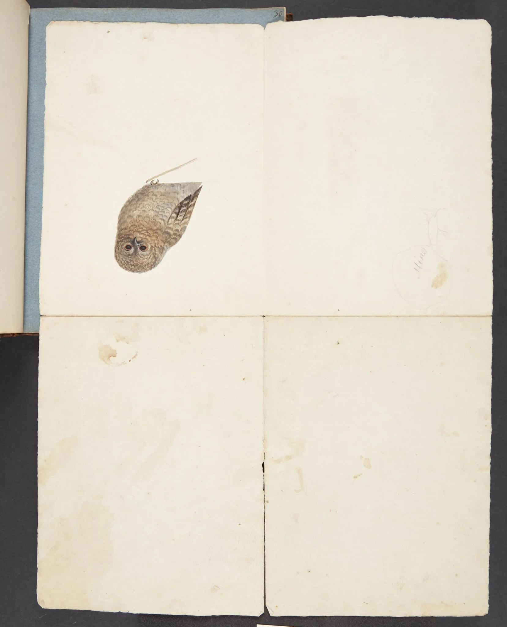Studie af ugle, by Unknown, unspecified, 1750