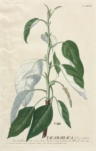 Plantae Selectae:  No. 46 - Tacamahaca