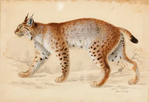 Ilves