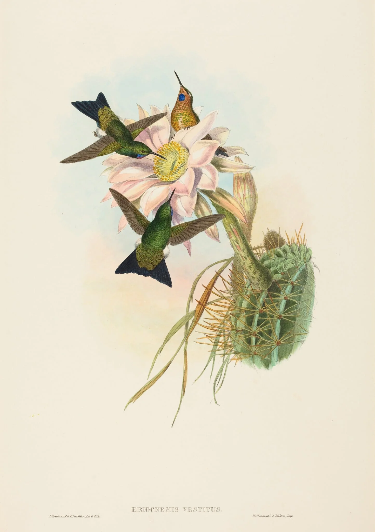 Eriocnemis vestitus (Glowing Puff-Leg), by John Gould, ink, 1842