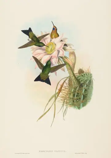 Eriocnemis vestitus (Glowing Puff-Leg)