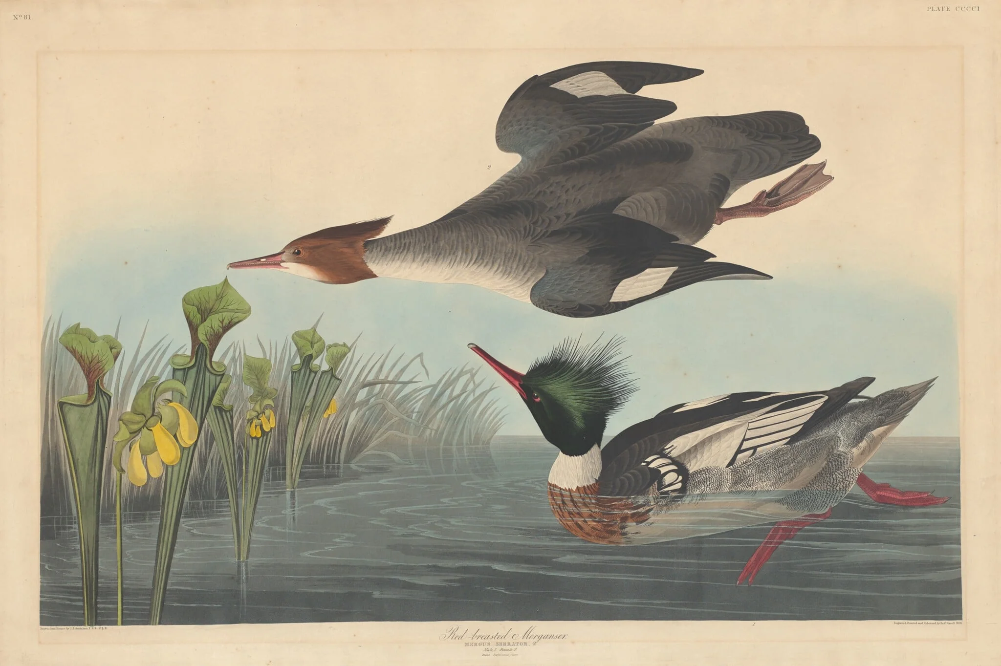Red-breasted Merganser, by Robert Havell Jr., ink, 1838