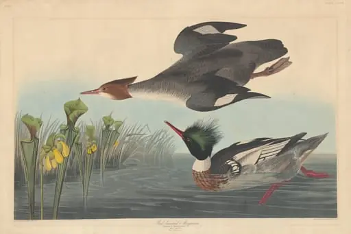Red-breasted Merganser