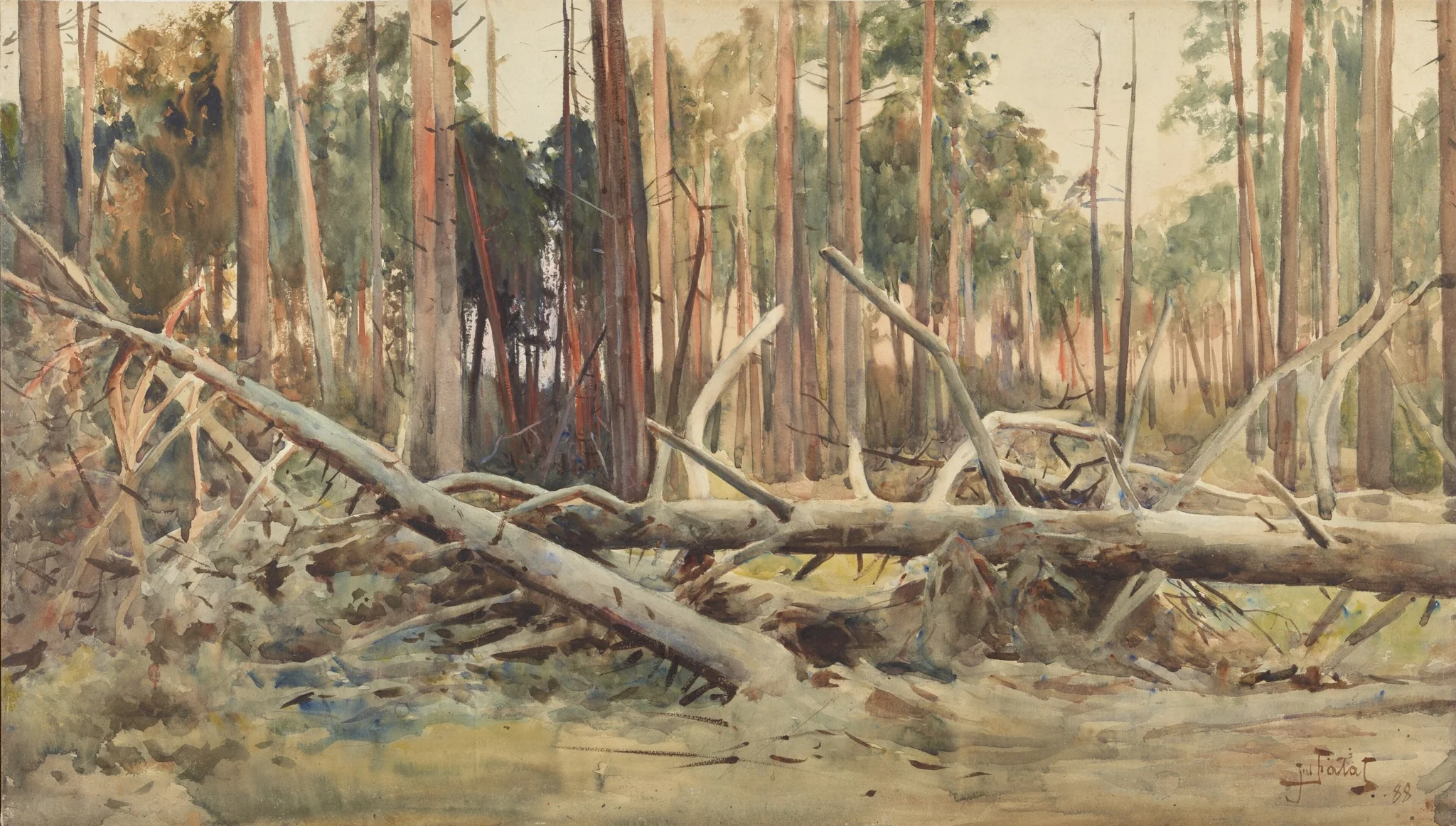 Pine forest