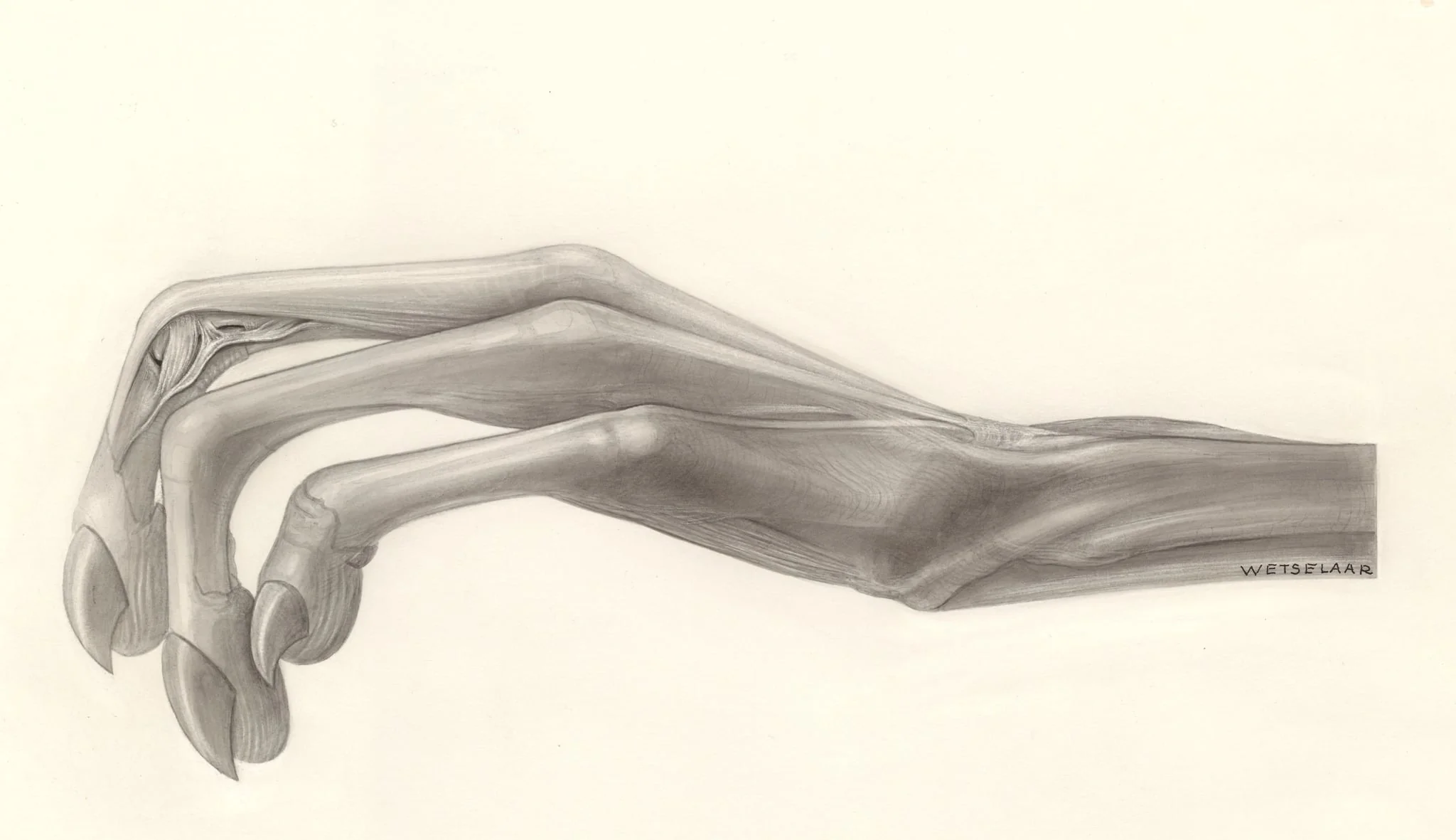 Muscular tissue of the hand
