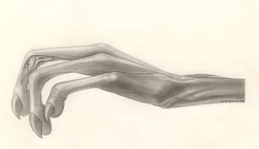 Muscular tissue of the hand